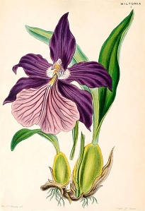 From the original description of Miltonia moreliana, in 1857.