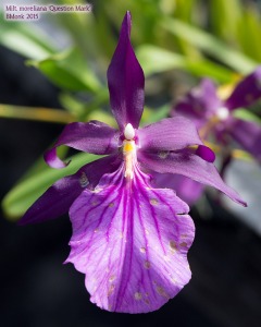 A plant that I received as Miltonia moreliana, and very similar to the plant in question. Is it really moreliana? 