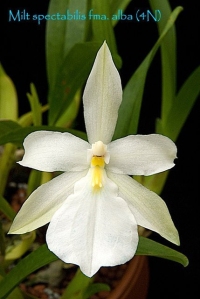 Miltonia spectabilis fma. alba, a tetraploid clone from Everglades Orchids.