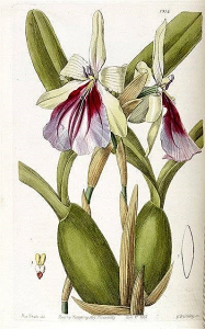 Miltonia spectabilis, from Edward's Botanical Register (1815-1847)
