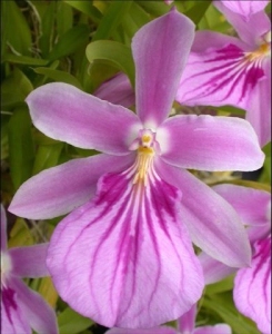 Miltonia spectabilis fma. rosea, Everglades Orchids