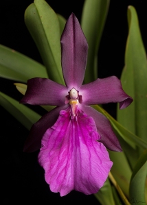 Milt. Woodlawn Ruby 'Woodlands', an advanced Miltonia hybrid with no mention of moreliana as an ancestor. 